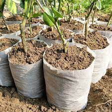 Is it Time to Ditch the Plastic Pots and Go for Biodegradable Grow Bags?